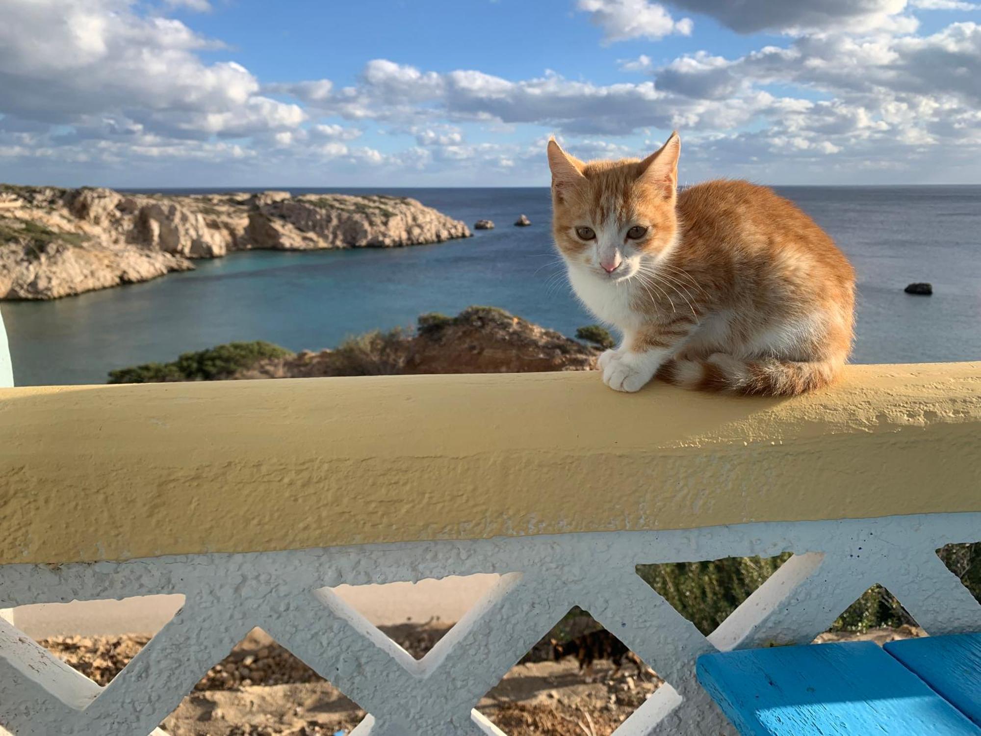 Studios Fokia Beach Αμμοοπή Εξωτερικό φωτογραφία